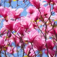 Саджанець Магнолія суланжа Galaxy в контейнері